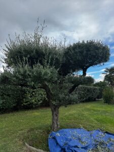 taille de haie, élagage, entretien extérieur Cadillac en Fronsadais