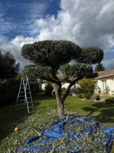 taille de haie, élagage, entretien extérieur Cadillac en Fronsadais