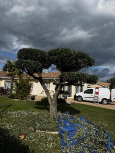 taille de haie, élagage, entretien extérieur Cadillac en Fronsadais