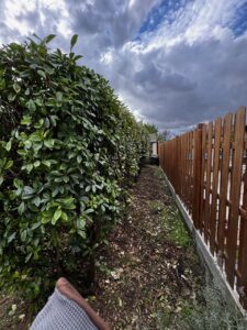 taille de haie, élagage, entretien extérieur Cadillac en Fronsadais