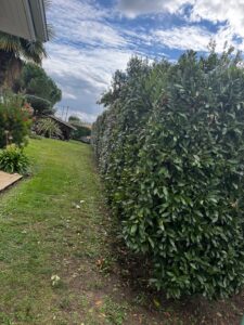 taille de haie, élagage, entretien extérieur Cadillac en Fronsadais